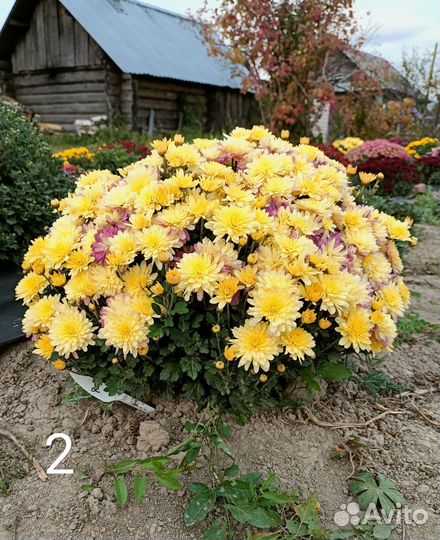 Хризантемы мультифлора черенки