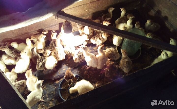 Индюшата цесарята домашние