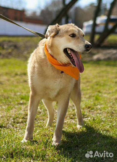 Добрая, нежная,ранимая Баунти ждёт своего человека