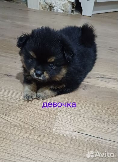 Щенки шпица