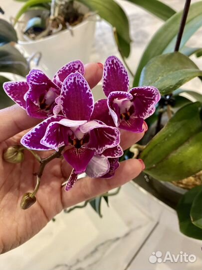 Орхидеи бабочки