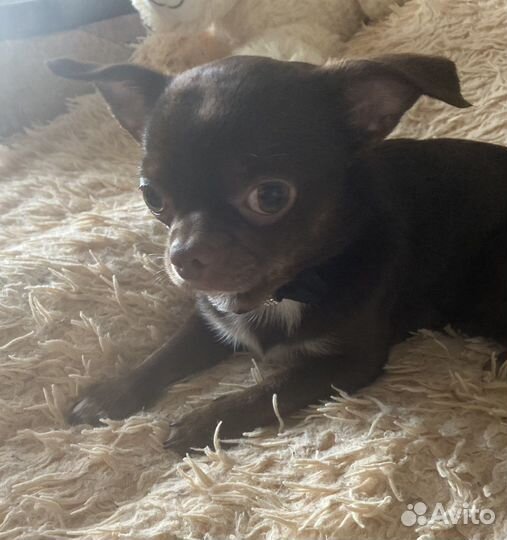 Вязка кобель чихуахуа