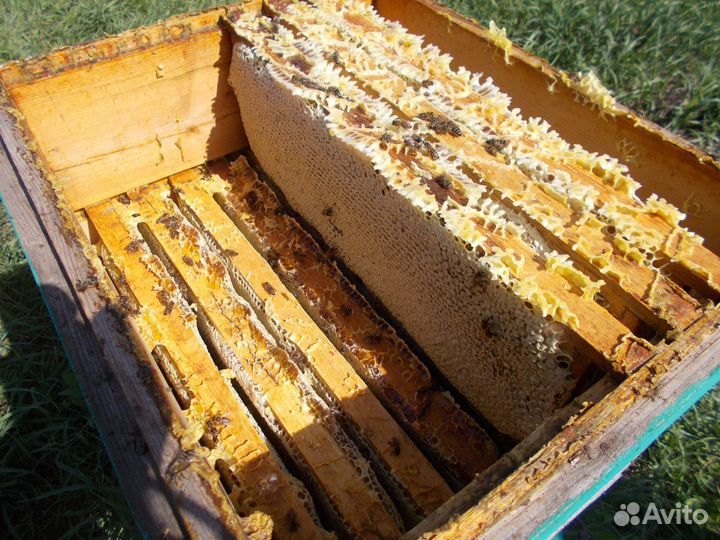 Мед алтайский гречишный