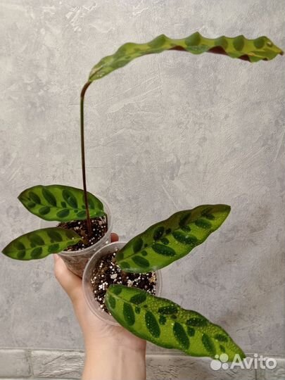 Отростки калатеи Лансифолия