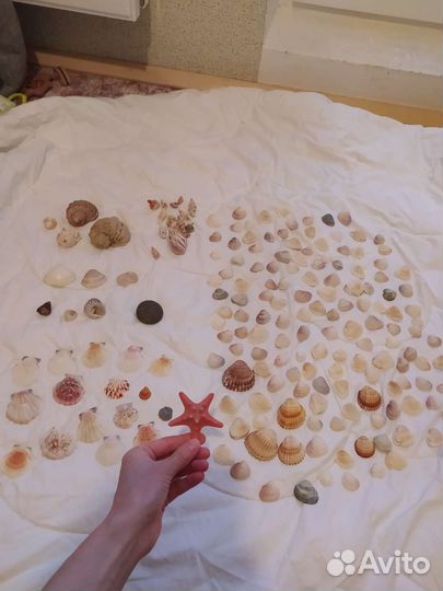 Набор ракушек для творчества