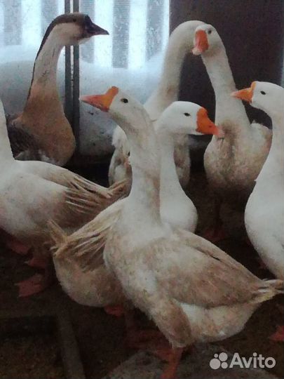 Гуси семья на племя