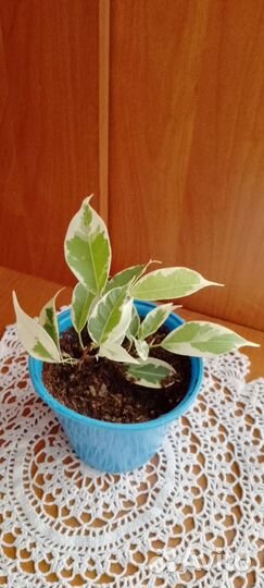 Фикус Бенджамина