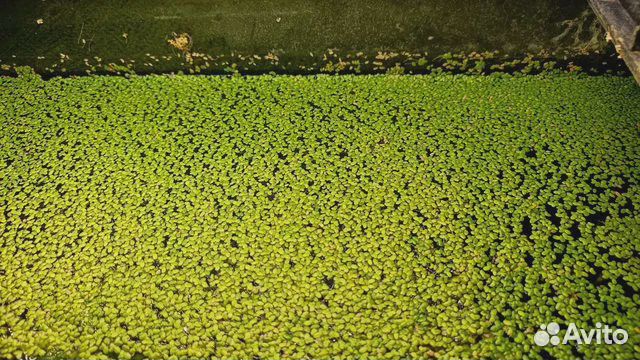 Сомики- анциструсы, гуппи, кардиналы и ряска