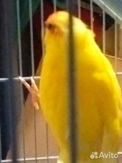 Попугай какарик мальчик