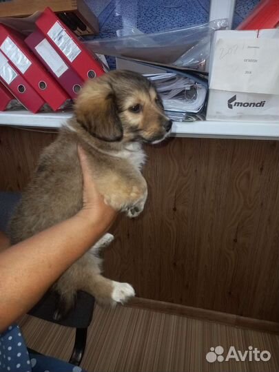 Маленькая собака в добрые руки бесплатно