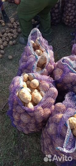 Продам картофель оптом