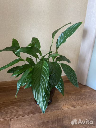 Спатифиллум