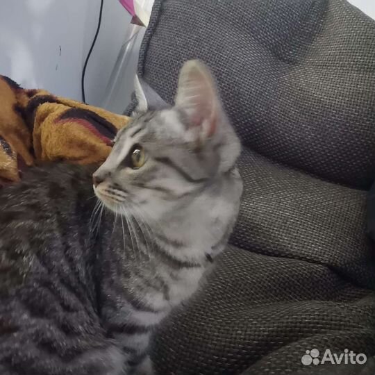 Кошка в добрые руки