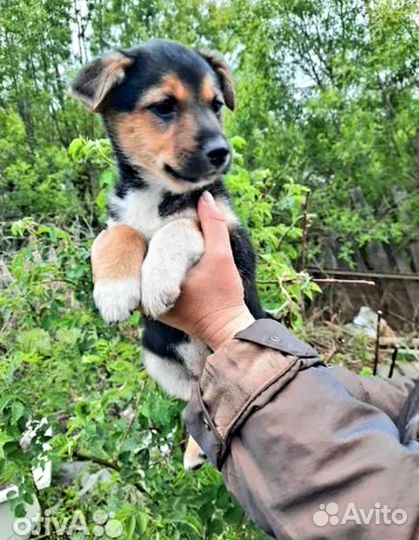 Замечательный щенок Джесси