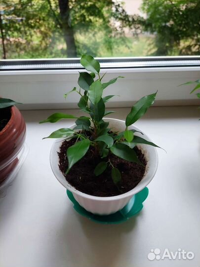 Фикус бенджамина