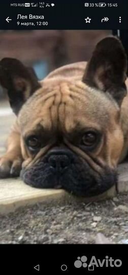 Щенки французского бульдога