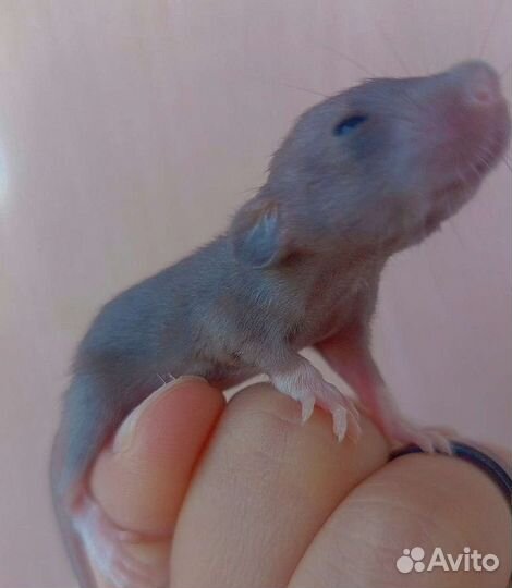 Декоративная крыса дамбо