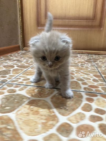 Шотландский вислоухий котенок