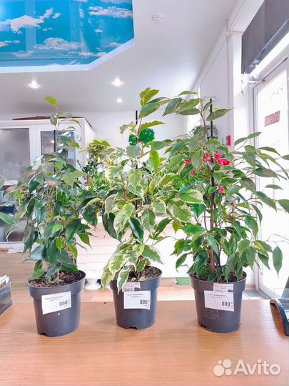 Разные Комнатные цветы растения Фикусы
