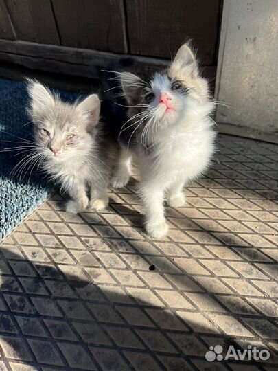 Кот и кошка