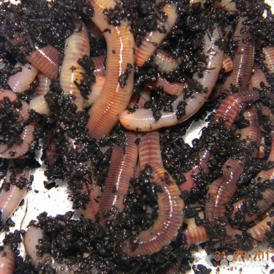 Черви дендробэна оптом