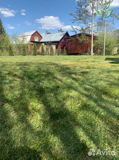 Рулонный газон от производителя