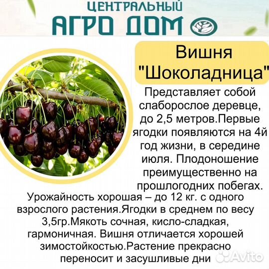 Саженцы вишни