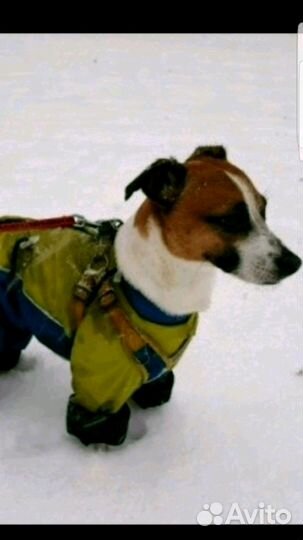 Вязка Джек Рассел