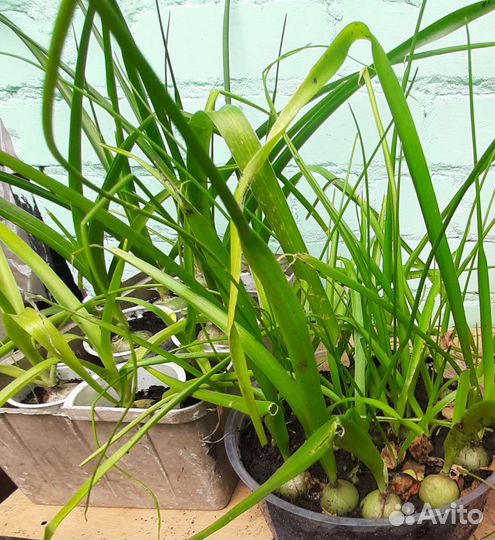 Индийский лук