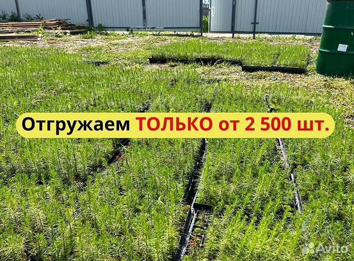 Саженцы сосны и ели окс оптом