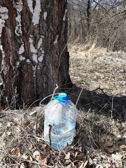 Березовый сок свежий, березовый квас