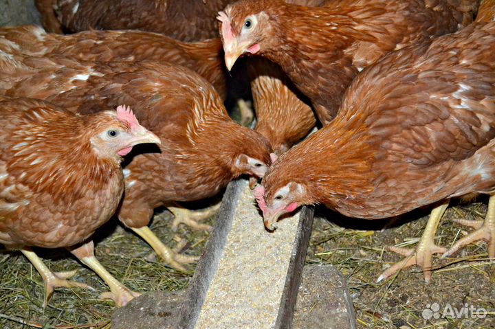 Куры-молодки