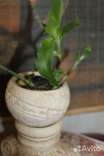 Золотой ус, комнатное лекарственное растение