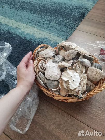 Ракушки. Большой набор