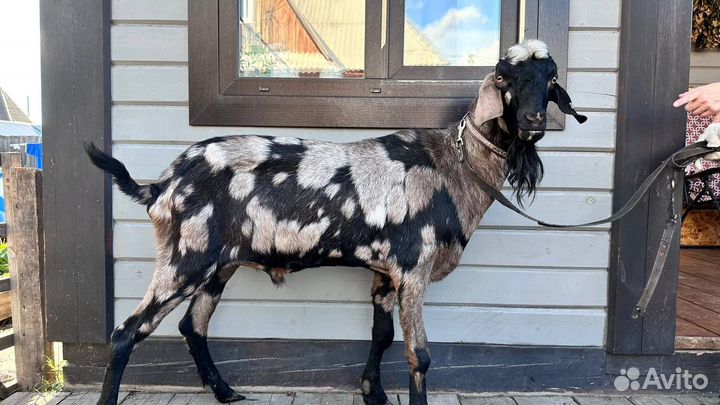 Нубийские козы,козлы