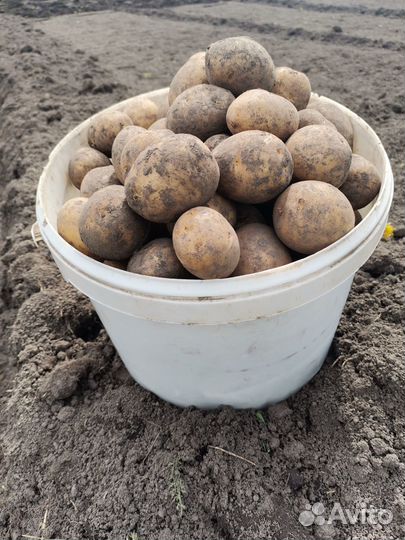 Семенной картофель Гала 4 ведра