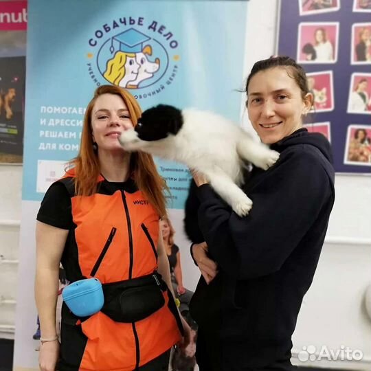 Дрессировка и коррекция поведения собак