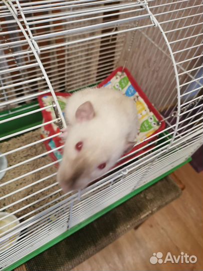 Крысы Дамбо с клеткой