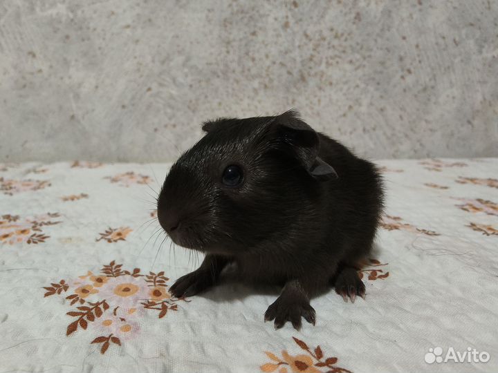 Морская свинка с геном Куи - F-2