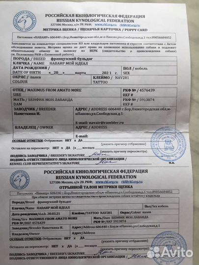 Французские бульдожки