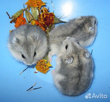 Джунгарские хомочки малыши