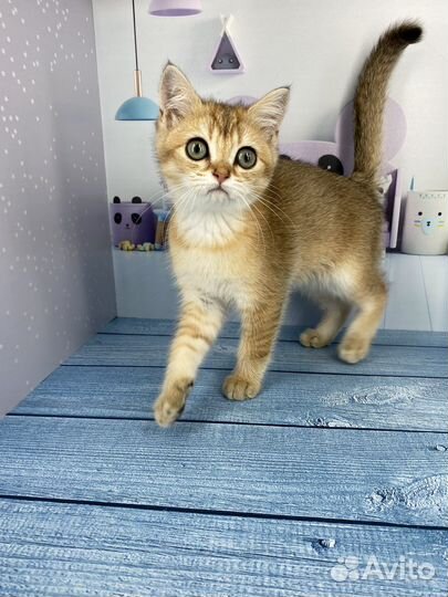 Кошка золотая шиншилла