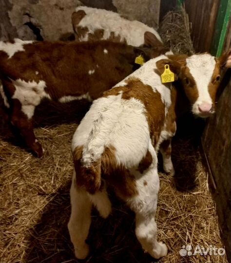 Бычки на откорм