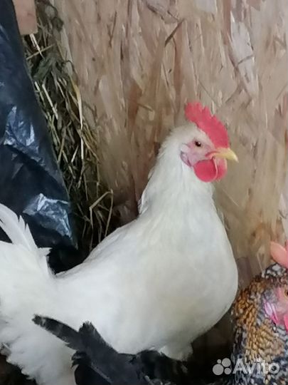 Молодые петухи