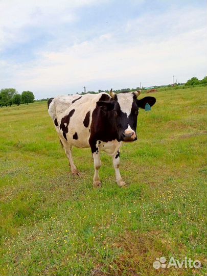 Корова дойная