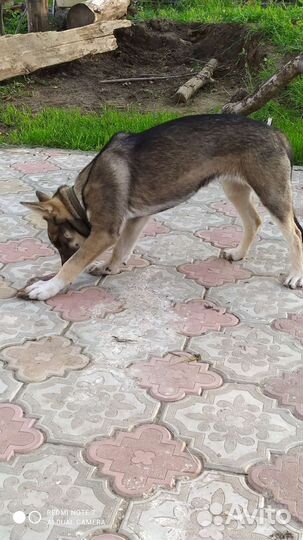 Немецкая овчарка