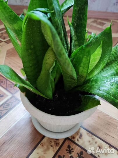 Тёщин язык, щучий хвост