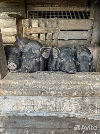 Вьетнамск вислобрюхий поросенок