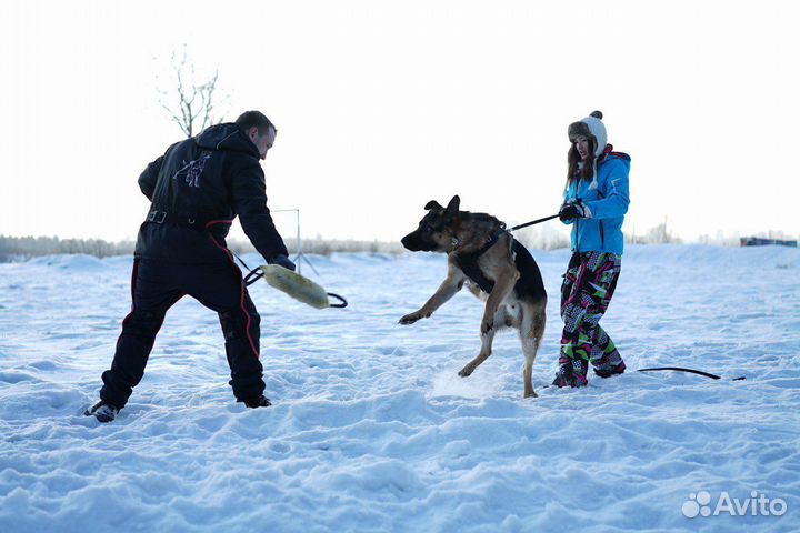 Дрессировка собак, Защита и охрана. Гостиница