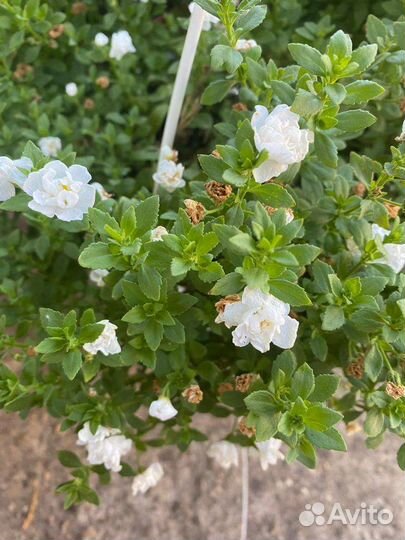 Петуния сурфиния алиссум вазоны И кашпо